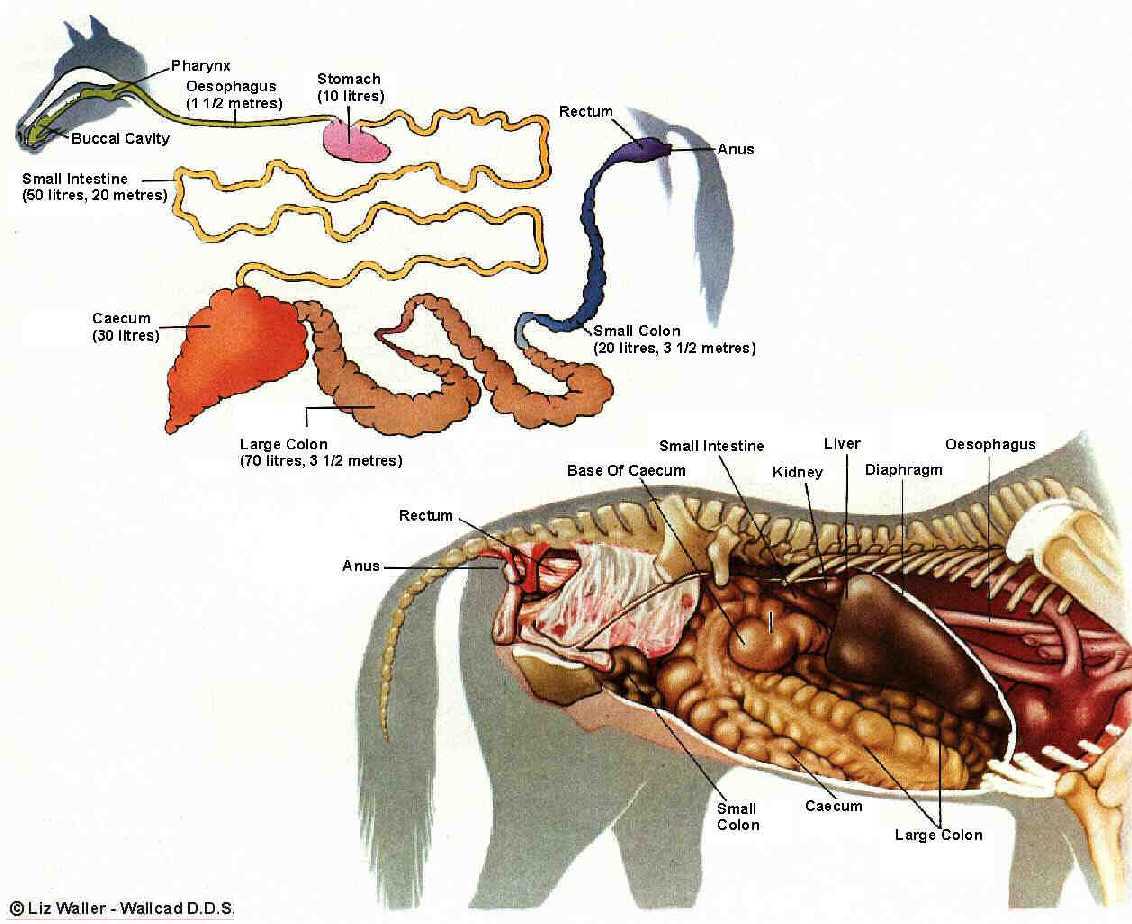 Anatomia del cavall - La vaca cega