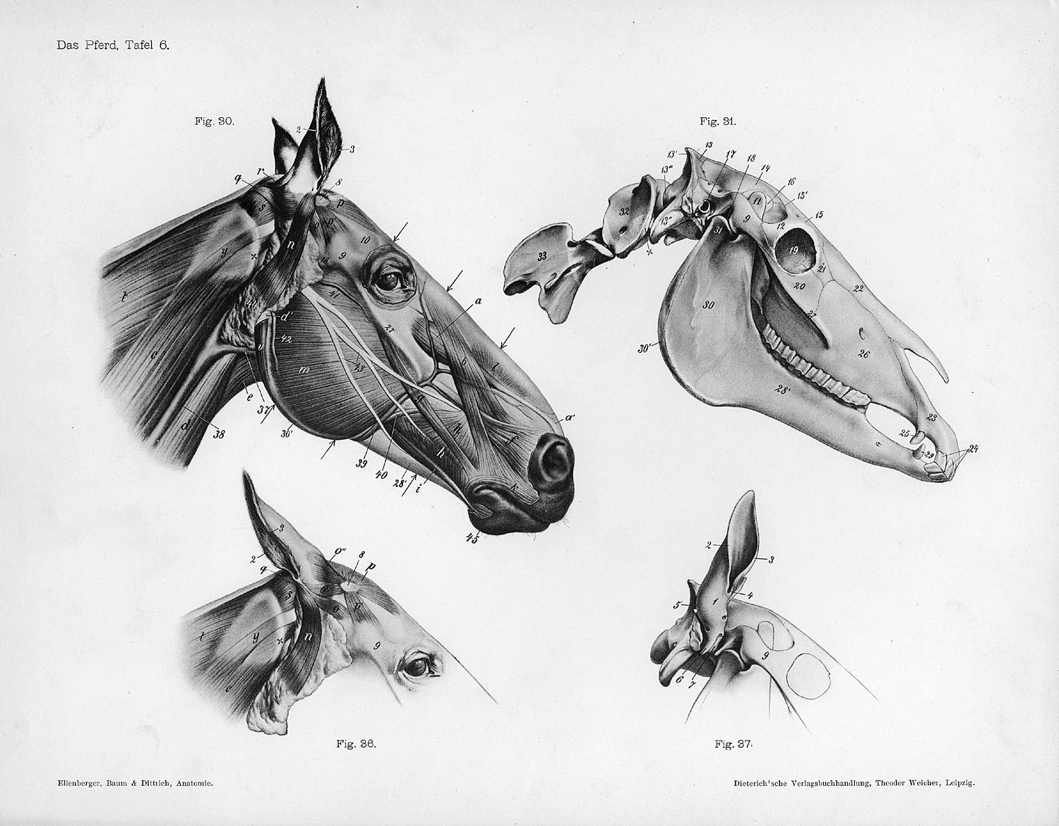 Wolf Head Anatomy