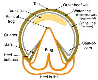 horse hoof anatomy chart