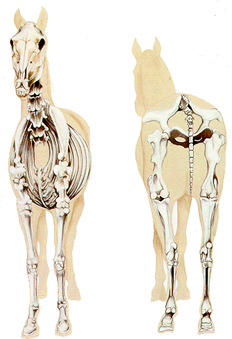 Horse Anatomy Pictures-Think Like a Horse-Rick Gore Horsemanship