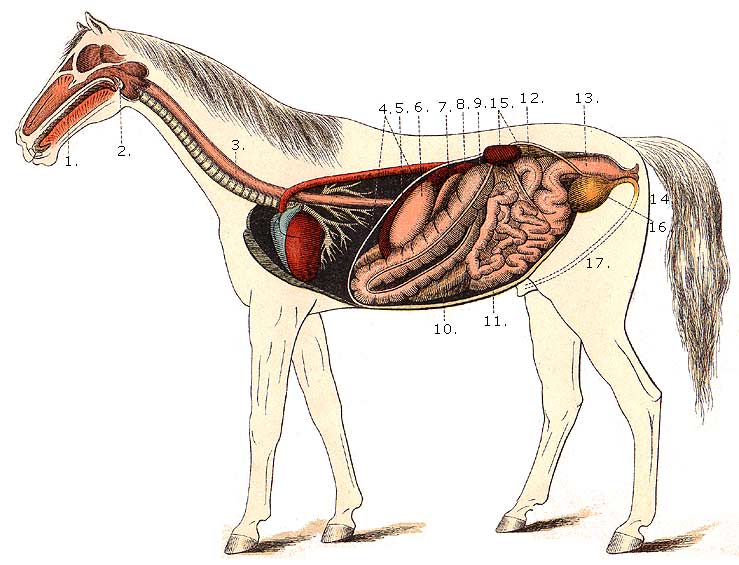 Horse Circulatory System