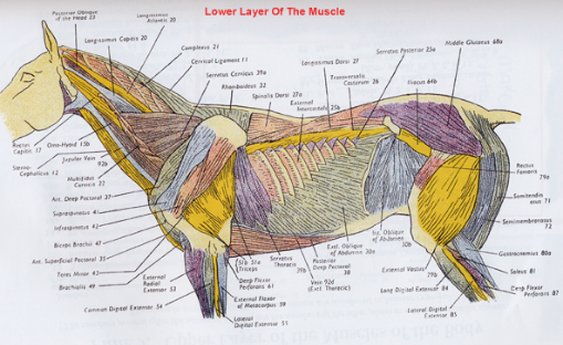 Equine Muscle Chart