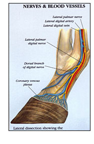 Anatomia del cavall - Horse anatomy - La vaca cega