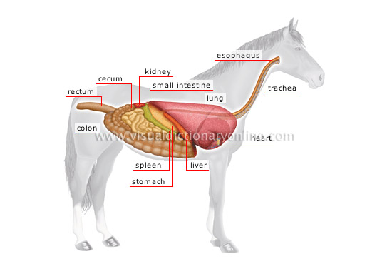 Horse Anatomy Pictures-Think Like a Horse-Rick Gore Horsemanship