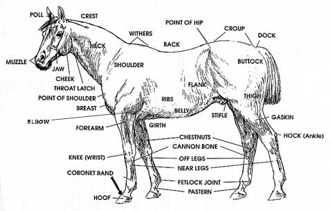 Equine Anatomy Chart