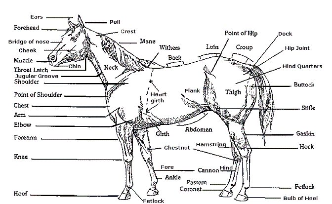 Anatomia del cavall - La vaca cega