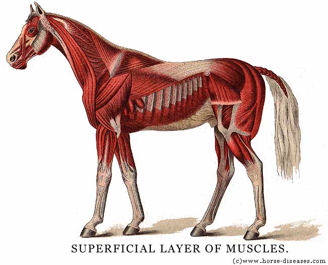 Diagram Of Horse