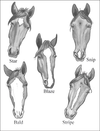 Horse Anatomy Pictures-Think Like a Horse-Rick Gore Horsemanship