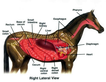 Horse Abdominal Anatomy