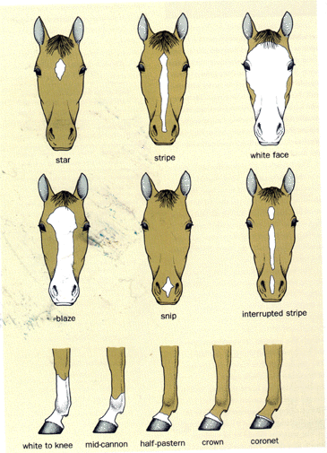 Horse Anatomy Pictures-Think Like a Horse-Rick Gore Horsemanship