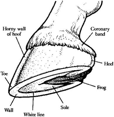 Horse Anatomy Pictures-Think Like a Horse-Rick Gore Horsemanship