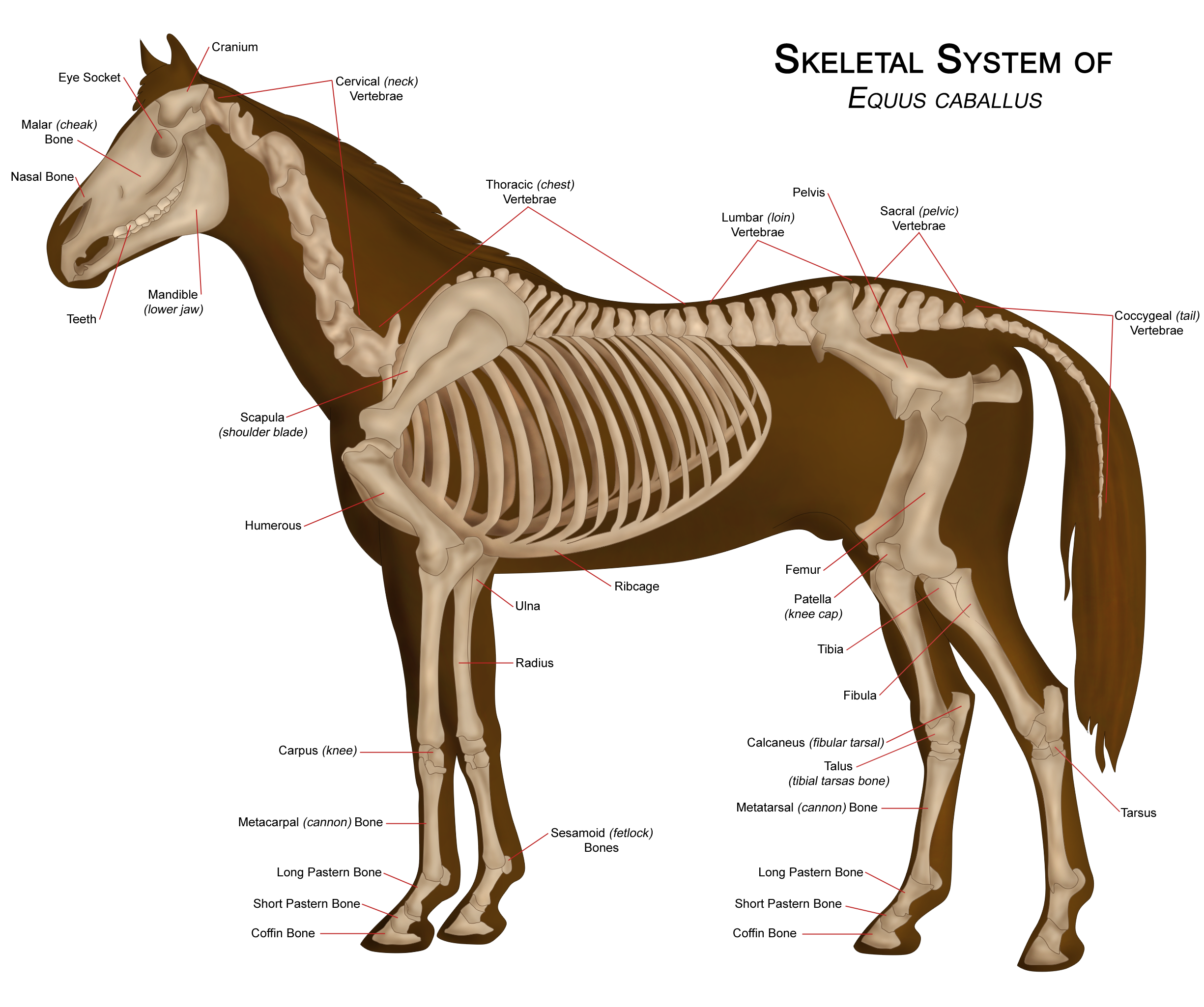 horse-anatomy-pictures-think-like-a-horse-rick-gore-horsemanship