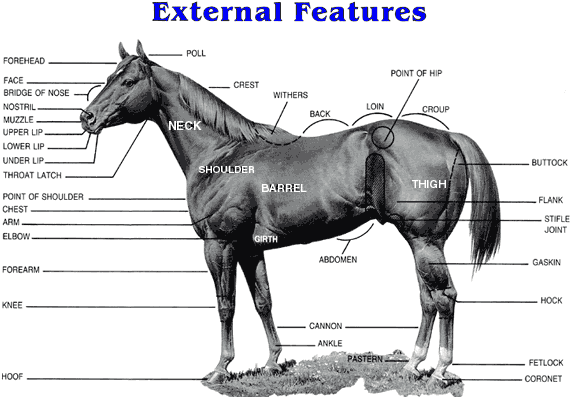 Equine Anatomy Chart