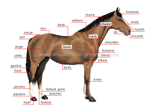 Horse Anatomy Chart