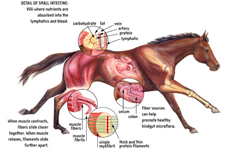 Horse Anatomy Pictures-Think Like a Horse-Rick Gore Horsemanship