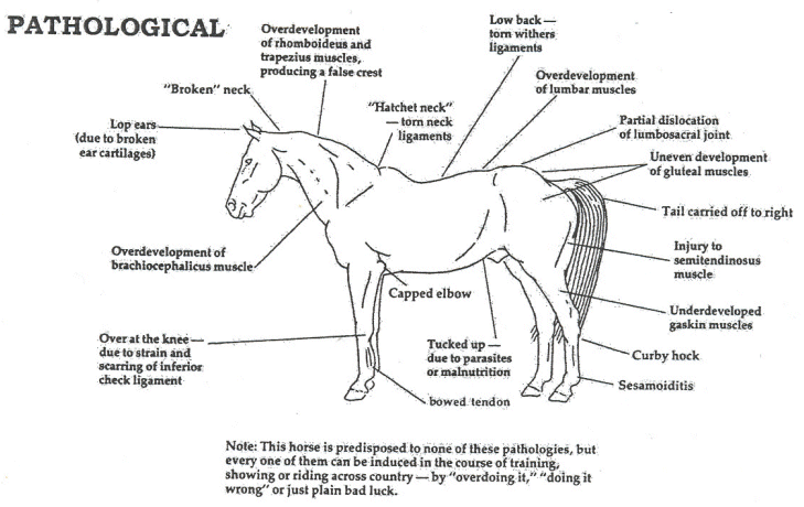 Horse Anatomy Pictures-Think Like a Horse-Rick Gore Horsemanship