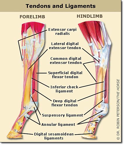 equine hock anatomy