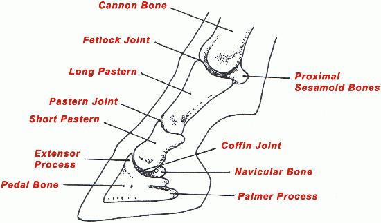 equine fetlock skeletal anatomy