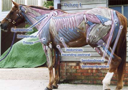 Horse Anatomy Pictures-Think Like a Horse-Rick Gore Horsemanship