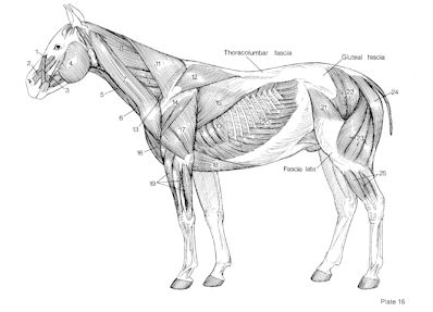 Equine Muscle Chart