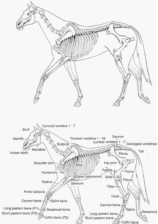 Equine Skeletal Anatomy Chart