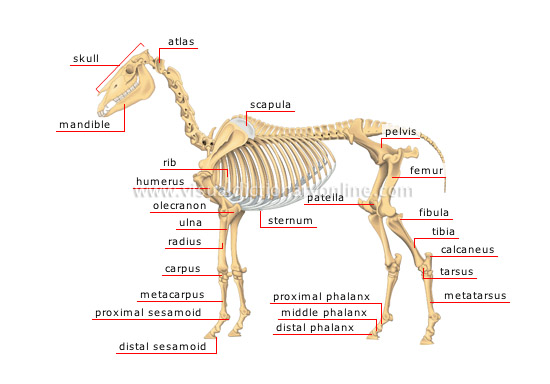 Bovine Skeletal Anatomy