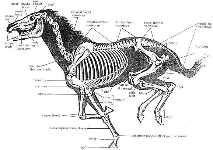 Equine Skeletal Anatomy Chart