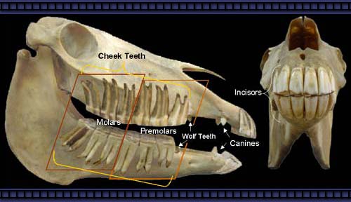 Horse Anatomy Pictures-Think Like a Horse-Rick Gore Horsemanship