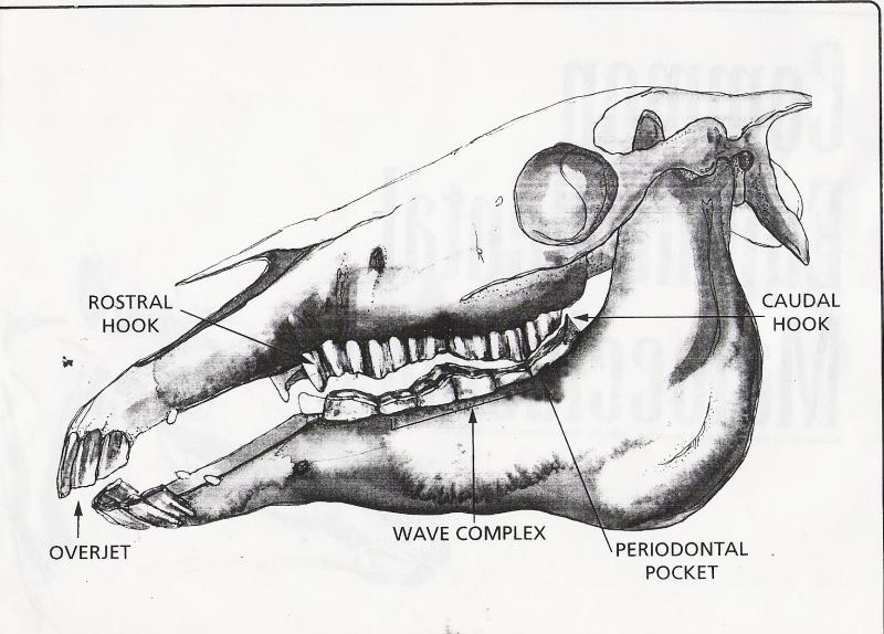 Horse Anatomy Pictures-Think Like a Horse-Rick Gore Horsemanship