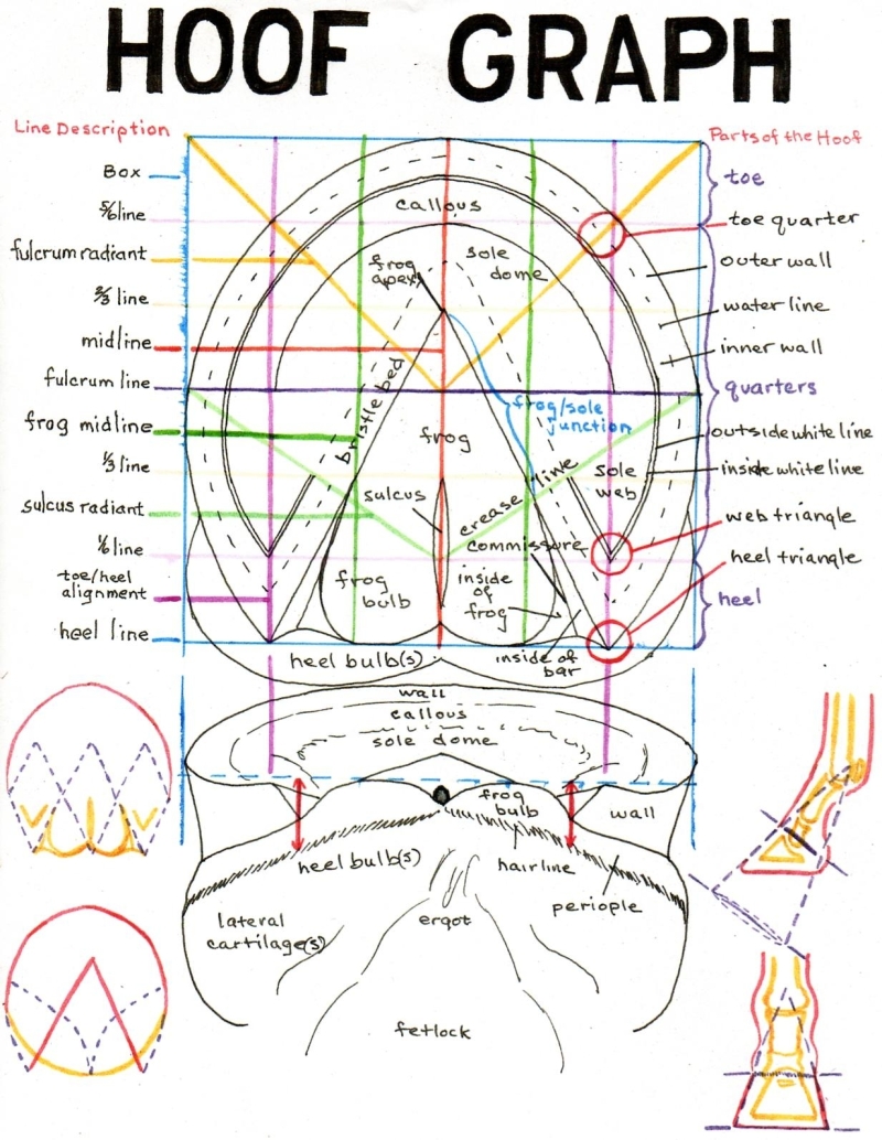 Horse Anatomy Pictures-Think Like a Horse-Rick Gore Horsemanship