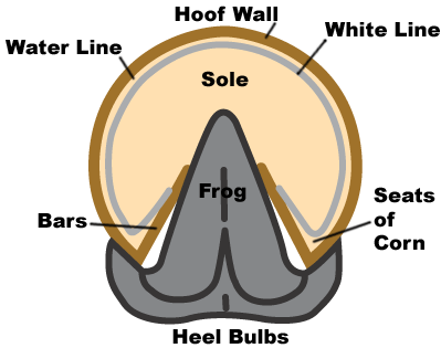 Horse Hoof Parts Diagram